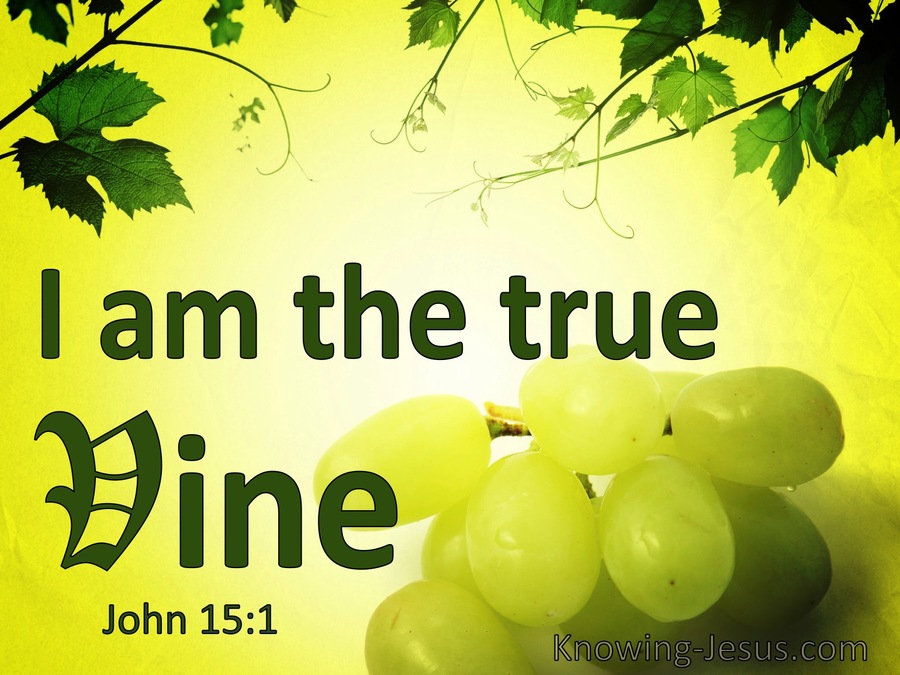 John 15:1 Jesus Said I Am The True Vine (windows)01:26